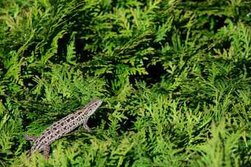 little gray lizard on a green plant