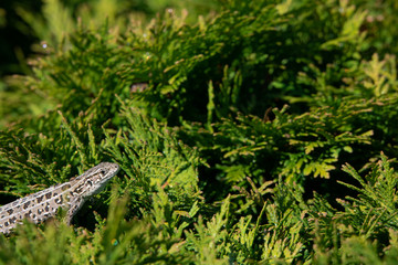 little gray lizard on a green plant