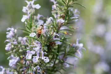 Close-up of a bee flying on rosemary flowers