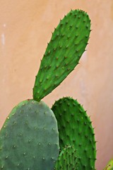 large green cactus leaves with spikes, green cactus on the wall background, succulent, cactus