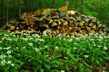 Bärlauch vor einem Holzstapel im Wald