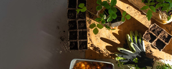 Potted seedlings growing in biodegradable peat moss pots with sunny lights