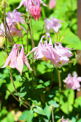 Romantic, delicate pink flowers of aquilegia growing in the drore of the house. Fantastic flowering plants, granny's bonnet, columbine with leaves illuminated by the bright rays of the May sun.