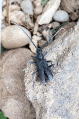 Petit capricorne