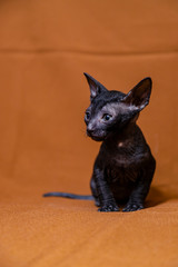 Cornish Rex kitten black on a brown background