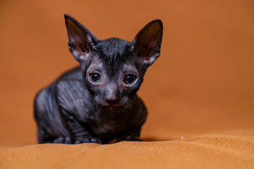 Cornish Rex kitten black on a brown background