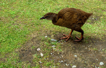 The Weka or “woodhen” is a flightless bird, native from New Zealand