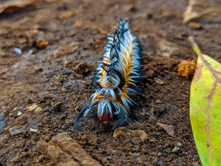 Gusano de colores peludo en el campo El Salvador
