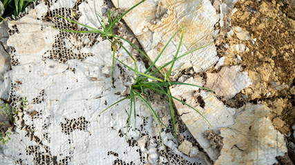 
Tuft of grass growing through a white cardboard, abandoned in nature