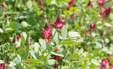 (Hedysarum coronarium) Sainfoin espagnol ou Hédysarum à bouquets aux fleurs pyramidales rouge...