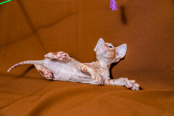 Cornish Rex kitten red on a brown background