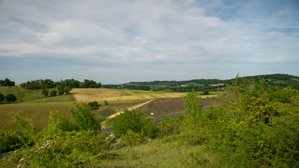 Fototapeta premium Rural landscape, fields, shrub, vegetation in the wild ...