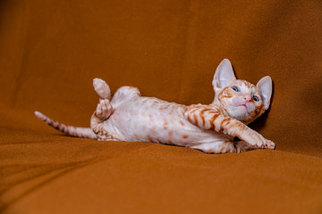 Cornish Rex kitten is red on a brown background.