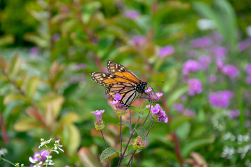 monarch butterfly on flower
