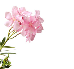 Oleander flowers object isolated on white background