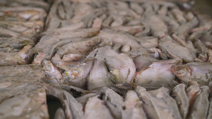 Frozen fish lies in a large piece. An assortment of chilled fish lying on ice. Fish Processing Plant.