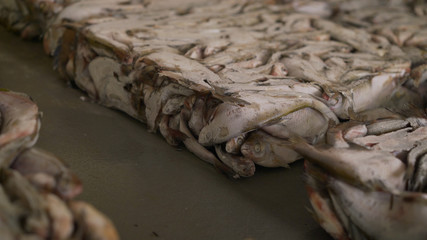 Frozen fish lies in a large piece. An assortment of chilled fish lying on ice. Fish Processing Plant.