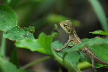 Indian girgit or garden lizard or chameleon on a green plant looking at something