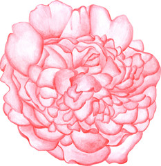 Watercolor peony, pink flower. Isolated elements. Illustration for textile, restourants, flower shops.