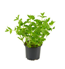 fresh mint in pot isolated on white