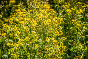 Butterweed or Cressleaf groundsel plants