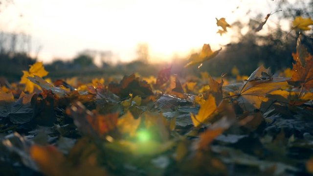 Yellow maple leaves is falling in autumn park and sun shining through it. Beautiful landscape background. Colorful fall season. Slow motion Close up