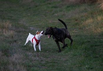 Playing dog