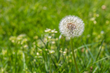Pusteblume