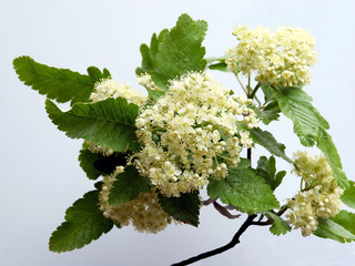 Sorbus intermedia tree with white flowers at spring
