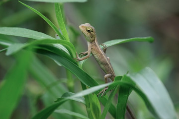 Indian girgit or garden lizard or chameleon on a green plant looking at something