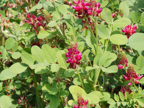 Hedysarum coronarium | Magnifique sainfoin d'Italie ou h&eacute;dysarum coronaire &agrave; inflorescences pyramidales rouge bordeaux au feuillage penn&eacute;, folioles ovales aux bordures poilues
