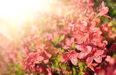 Bush of delicate orange flowers of azalea