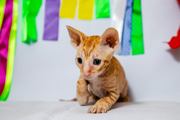 Cornish Rex kitten in red on a white background