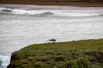 Seagull on rock with waves breaking in background