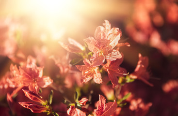 Bush of delicate orange flowers of azalea