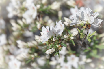 White flowers of azalea