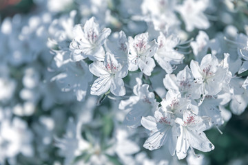 White flowers of azalea