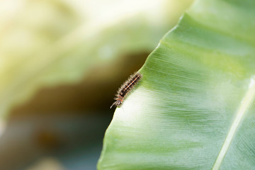 Pine processionary caterpillar on green leaf with blurred natural background and sunrise.