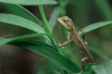 Indian girgit or garden lizard or chameleon on a green plant looking at something