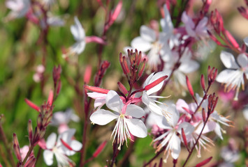 Spring flowering decorative Gaura lindheimeril