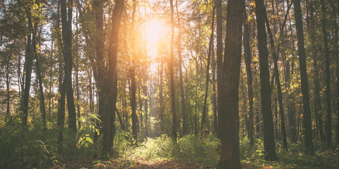 beautiful view of sunshine through trees in morning forest