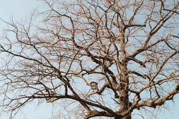 branches of a tree