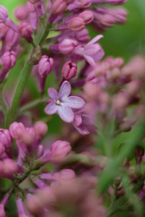 Fototapeta premium Five-leaf lilac