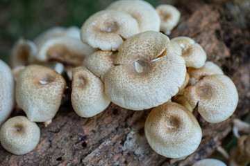 
Mushrooms that grow from timber