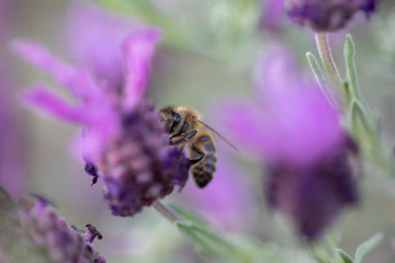 Lavande papillon et abeille