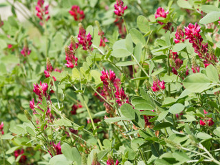 (Hedysarum coronarium) Sainfoin espagnol ou Hédysarum à bouquets aux fleurs pyramidales rouge bordeaux, plante fourragère et ornementale