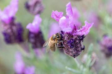 Lavande papillon et abeille