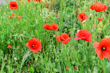 Wild red poppies field background in the countryside in spring.