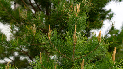 Obraz premium Young shoots of pine tree.
