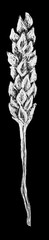 Weizenähre